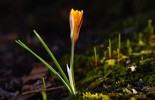 怎样确保成都网站建设的安全性 